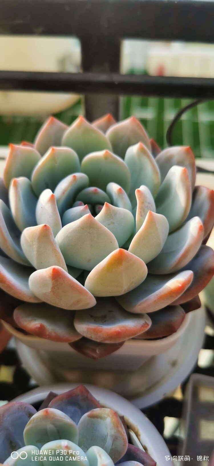 多肉像朵花