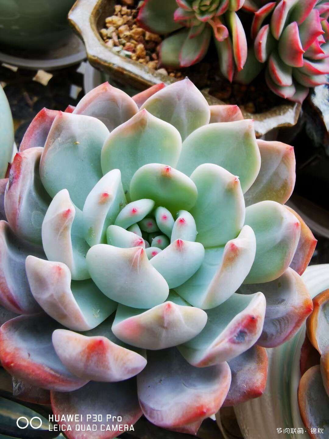 多肉像朵花