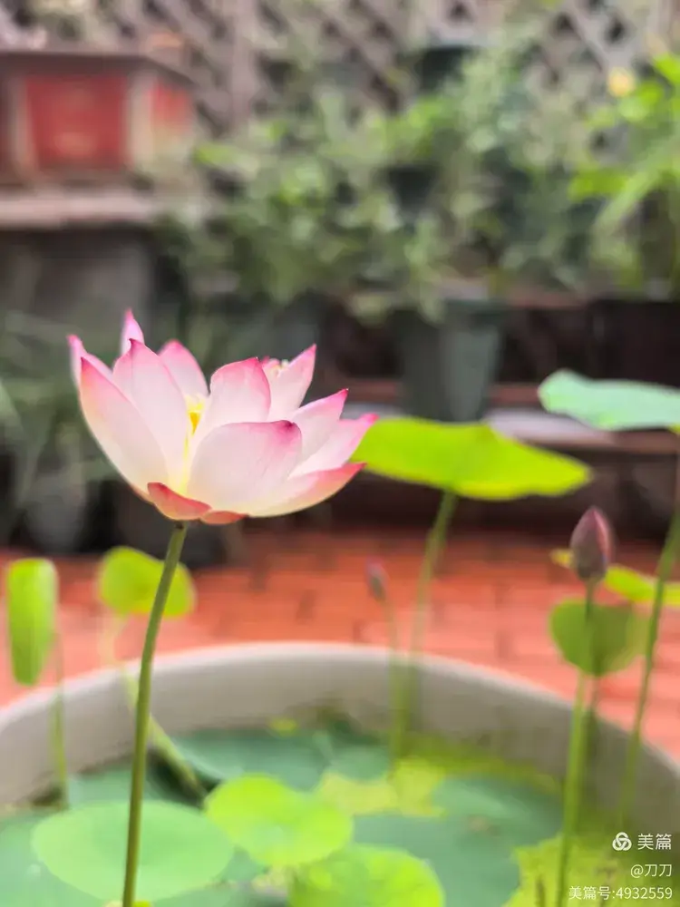 厦门已经有些年份的多肉在初夏的表现