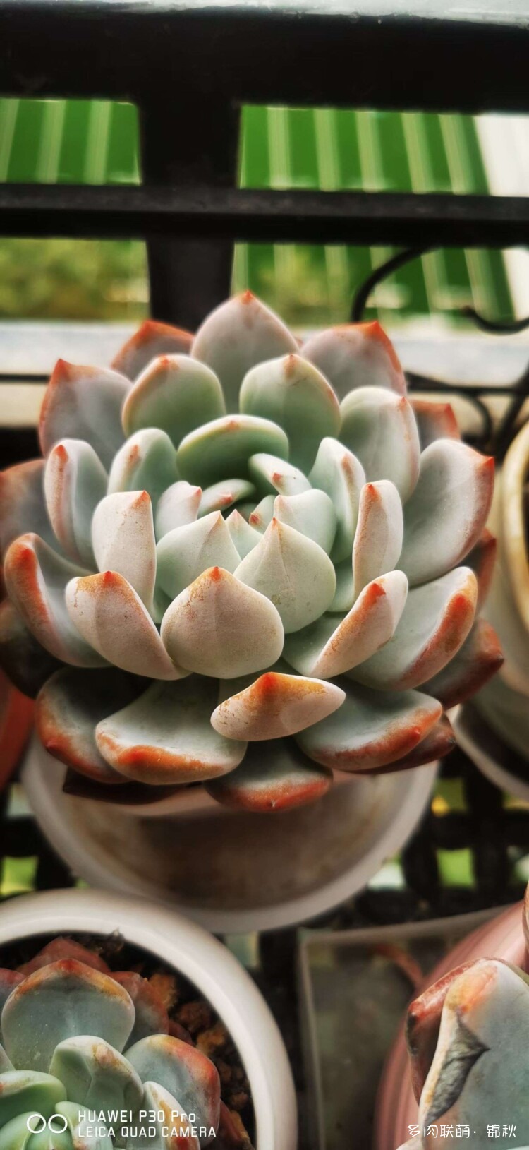 多肉像朵花