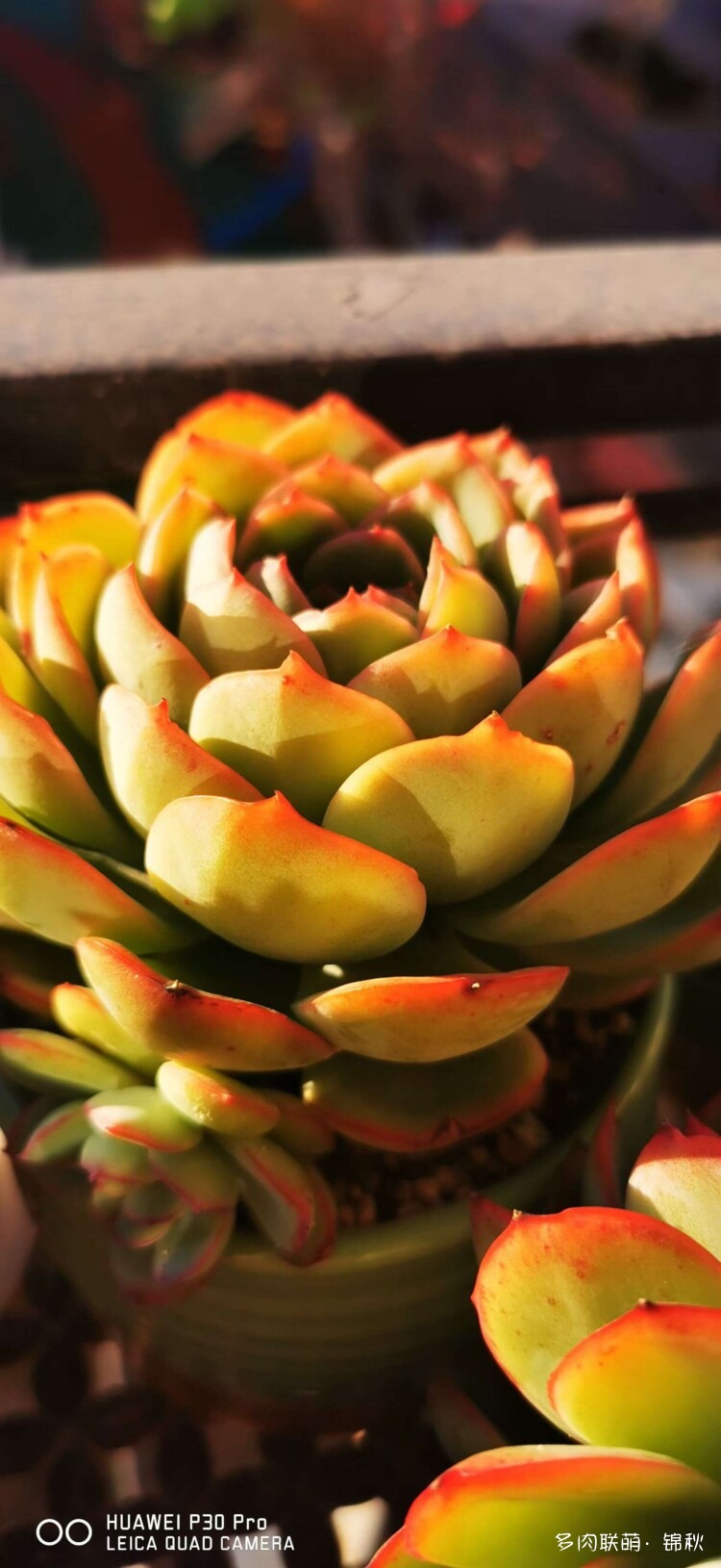 多肉像朵花