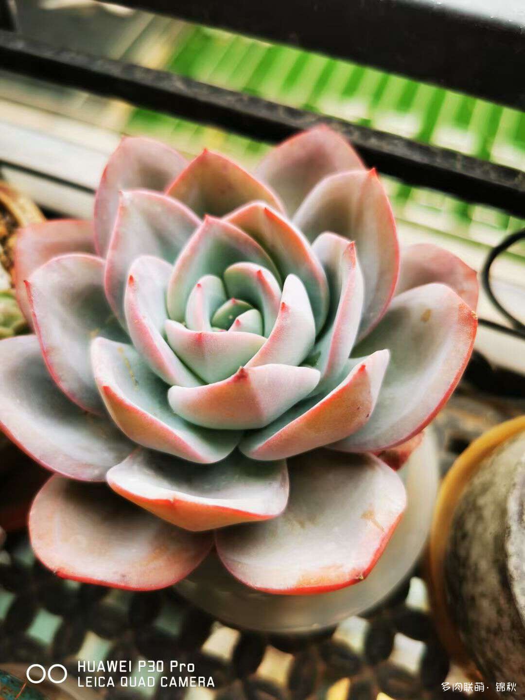 多肉像朵花