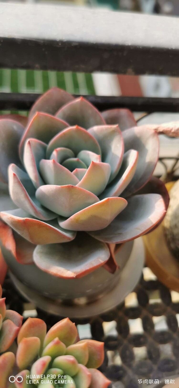 多肉像朵花