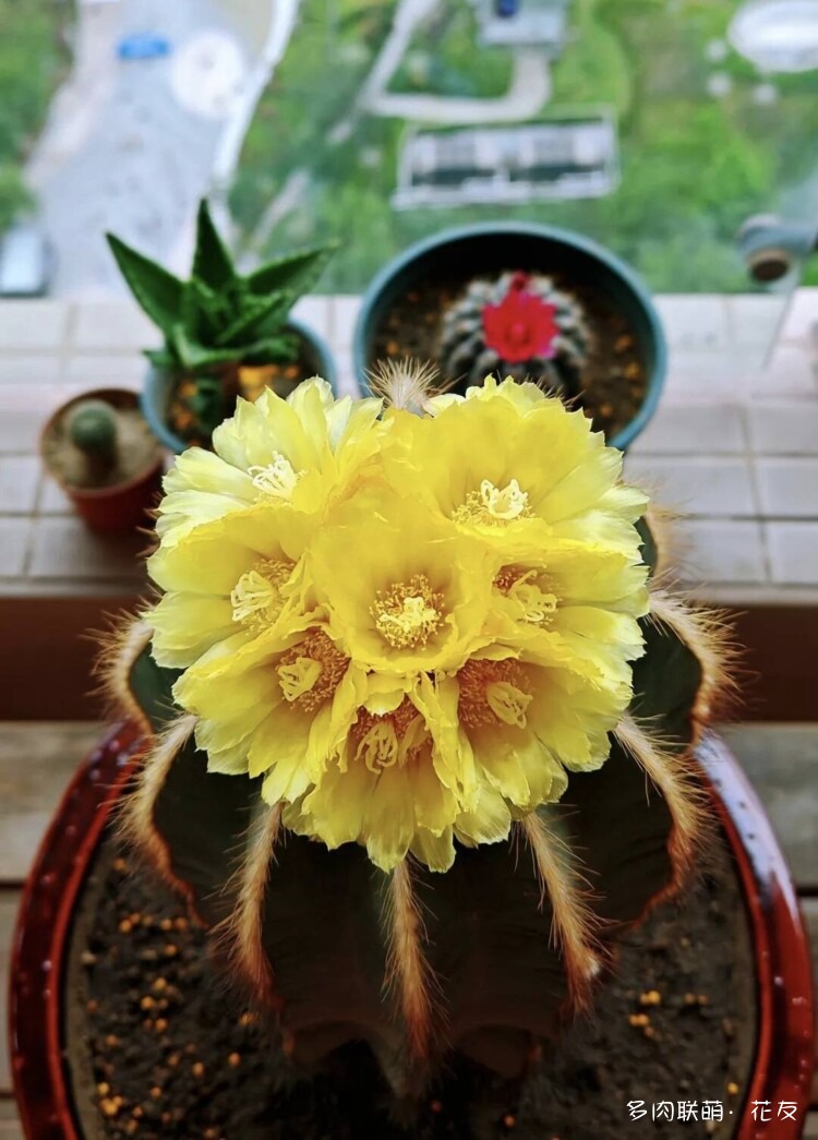 花色绚丽的仙人球