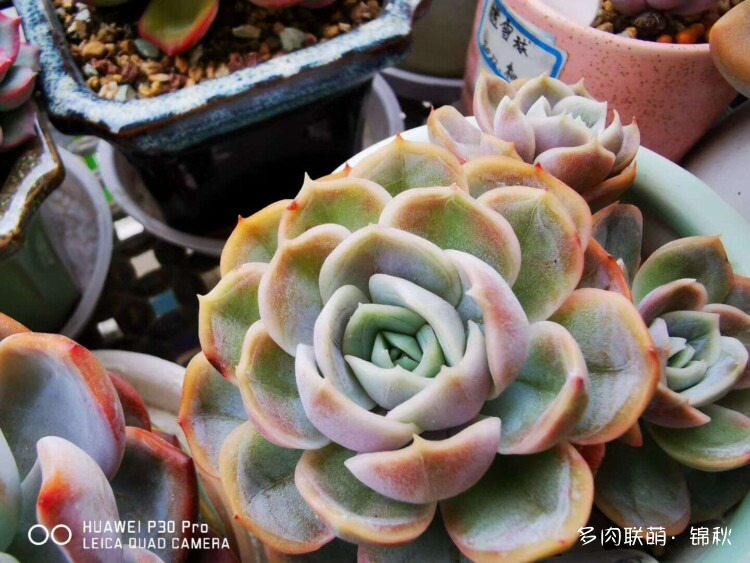 多肉像朵花