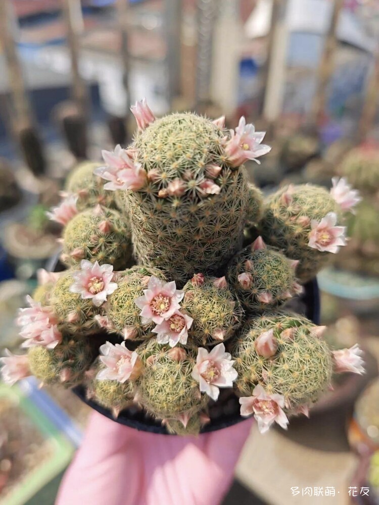 花色绚丽的仙人球