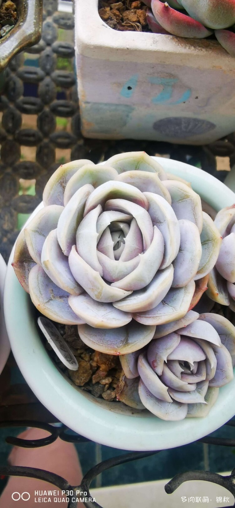多肉像朵花