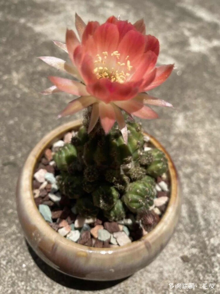 花色绚丽的仙人球