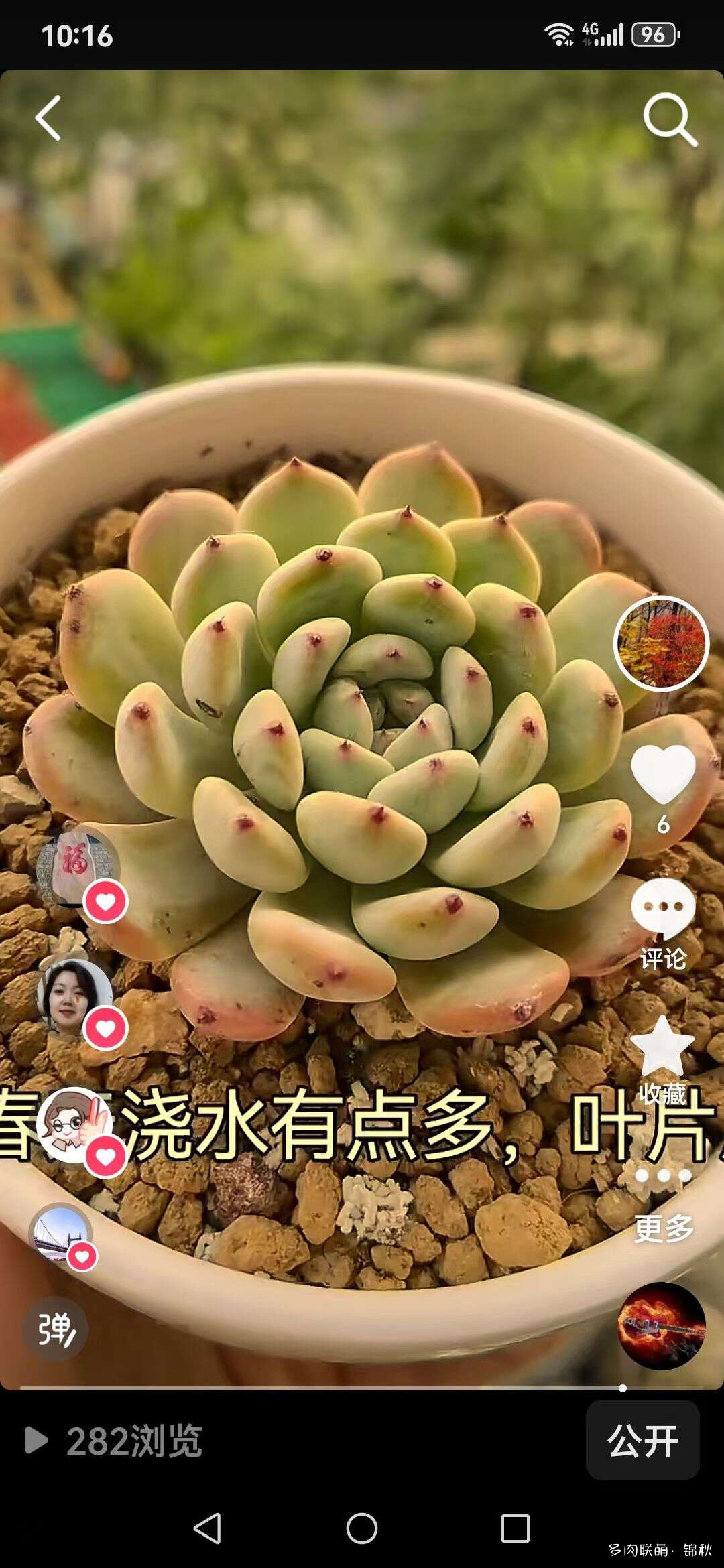 多肉像朵花