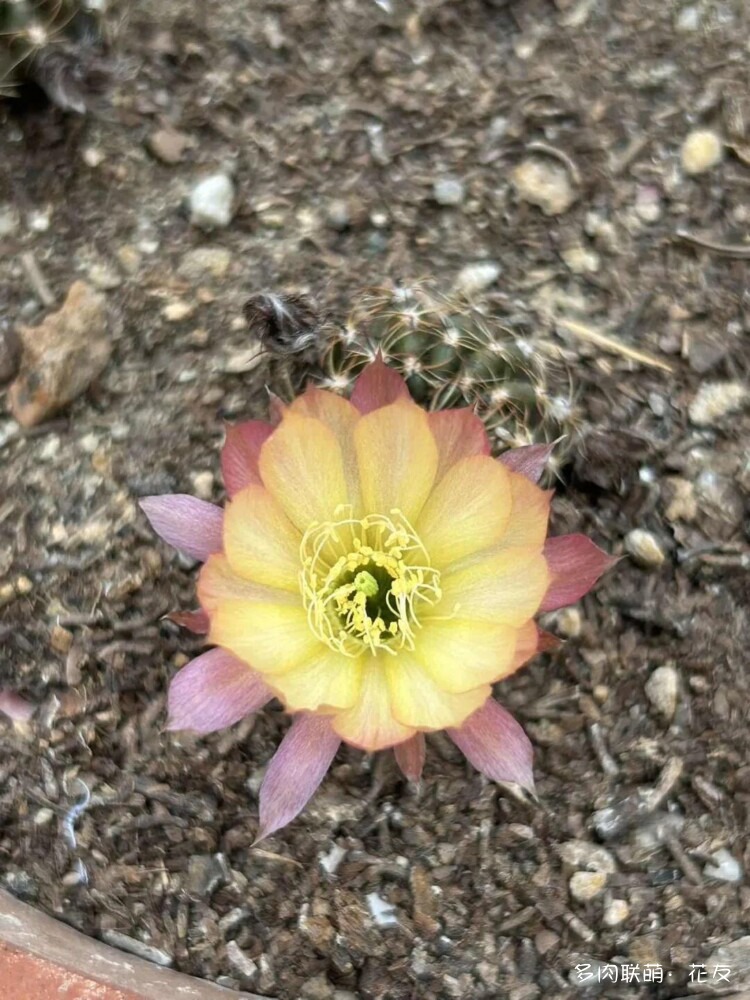 花色绚丽的仙人球