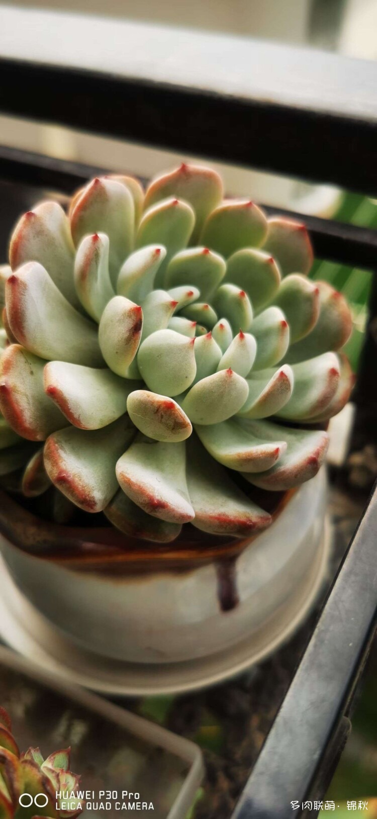 多肉像朵花