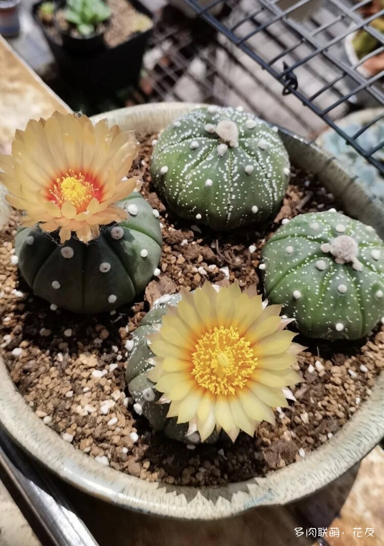 花色绚丽的仙人球