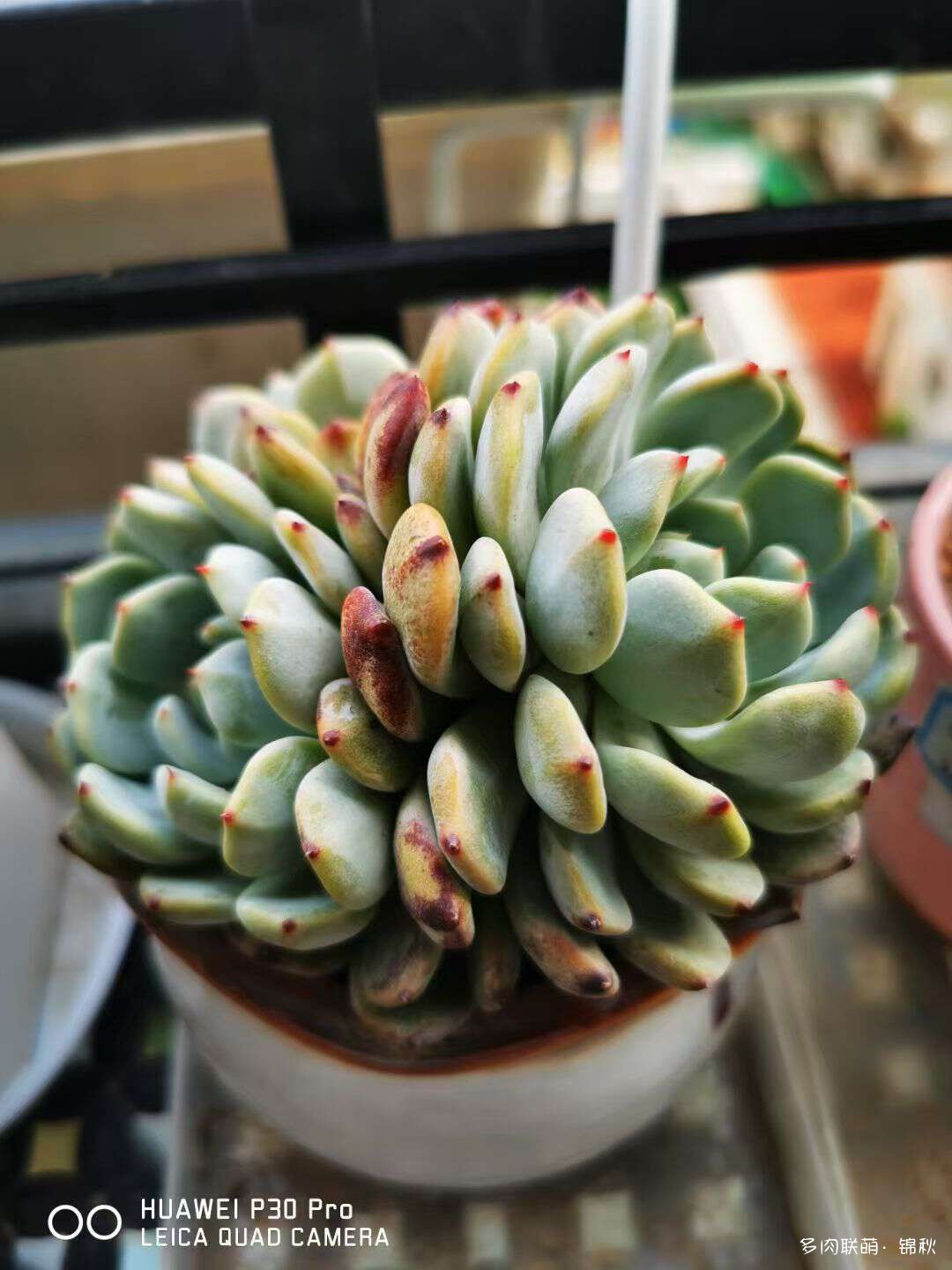 多肉像朵花