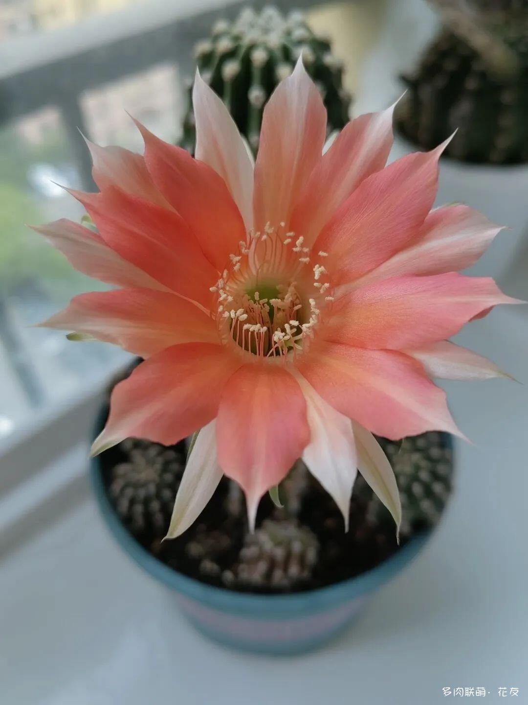 花色绚丽的仙人球