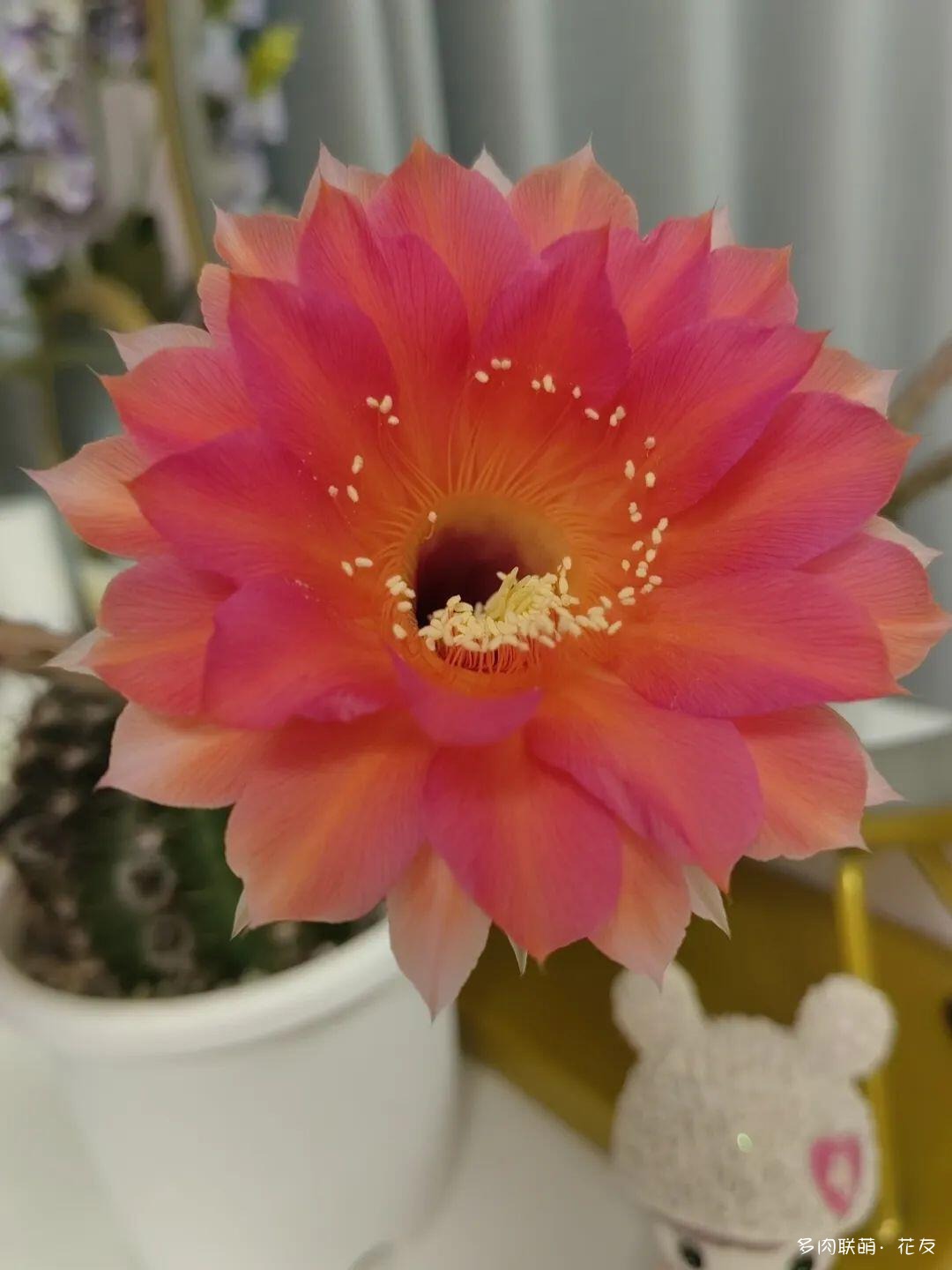 花色绚丽的仙人球