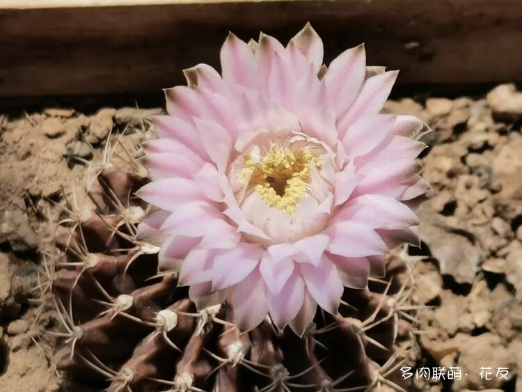 花色绚丽的仙人球