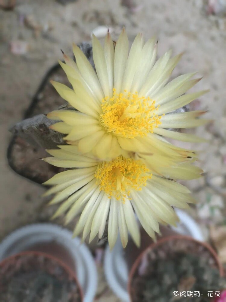 花色绚丽的仙人球