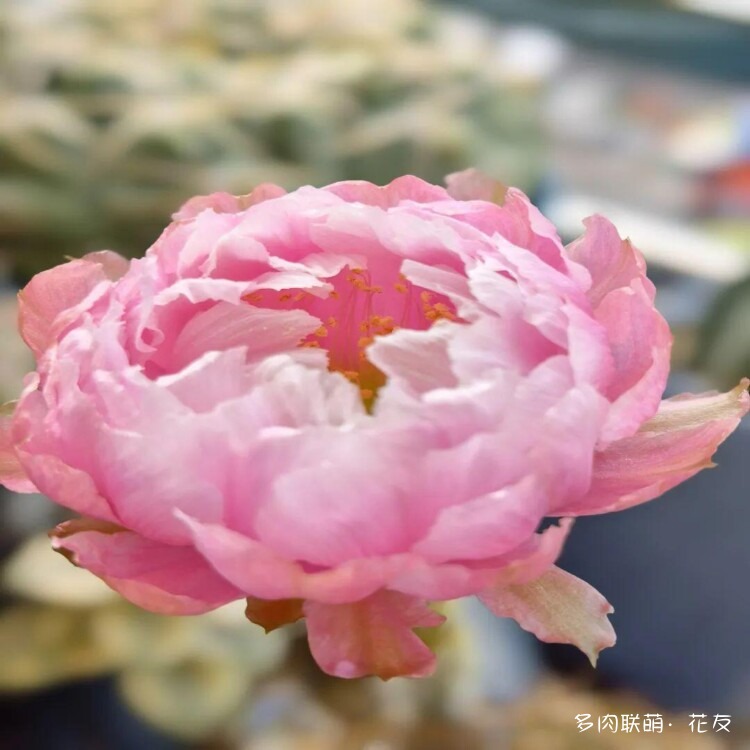 花色绚丽的仙人球