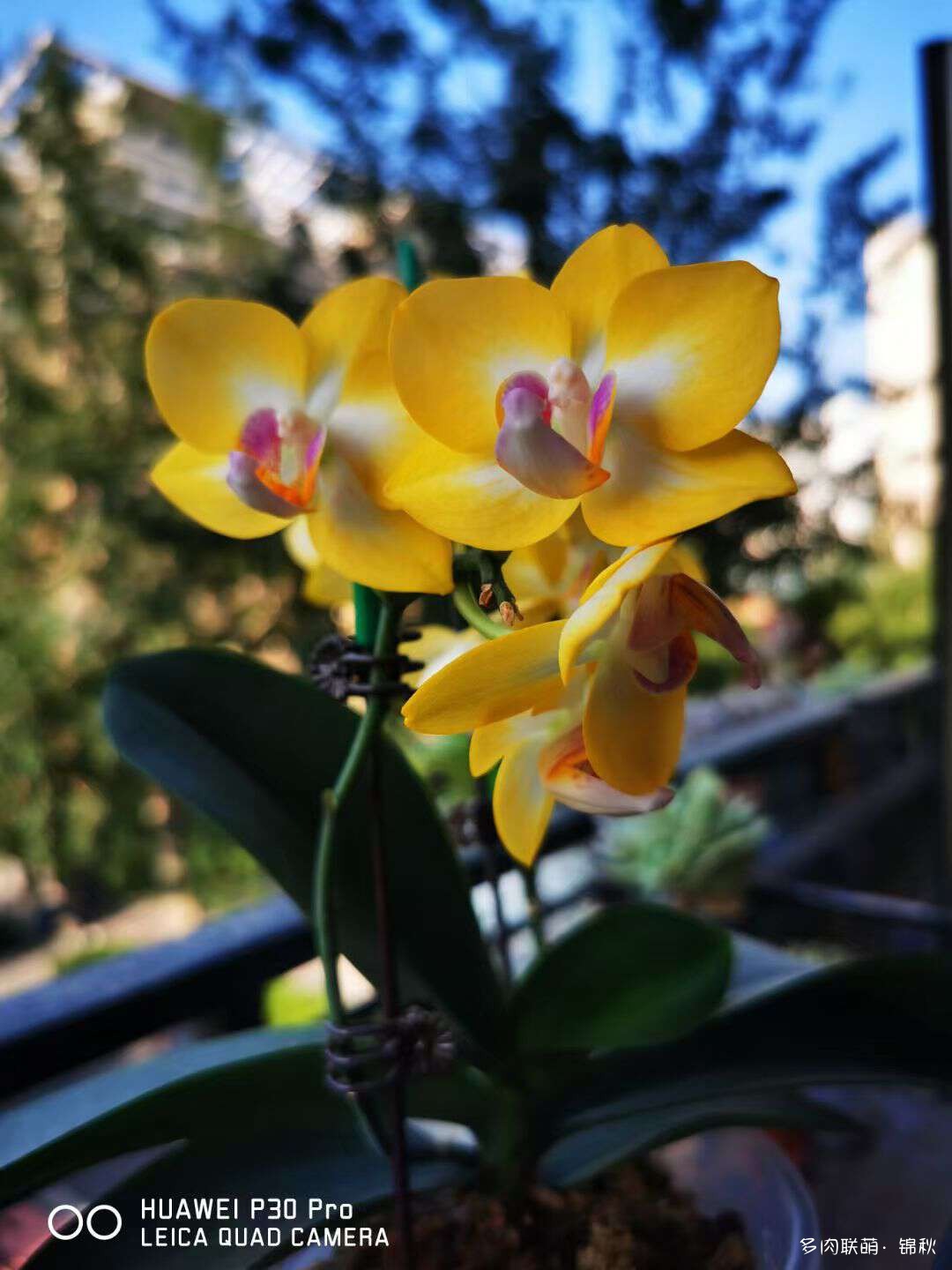 多肉像朵花