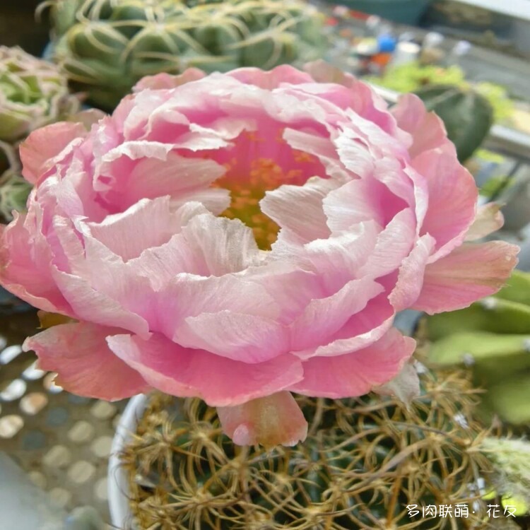 花色绚丽的仙人球