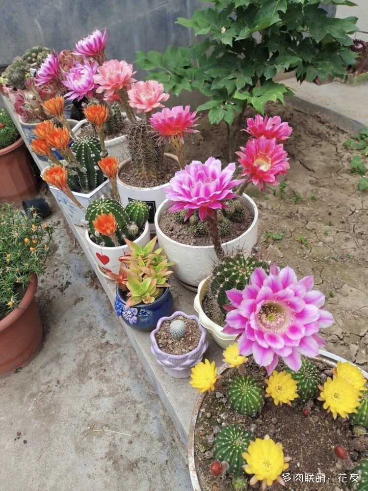 花色绚丽的仙人球