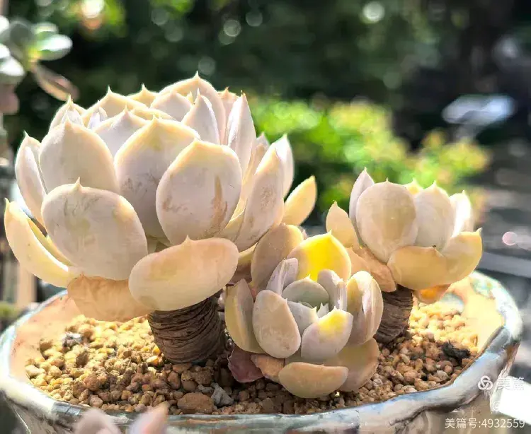 厦门已经有些年份的多肉在初夏的表现