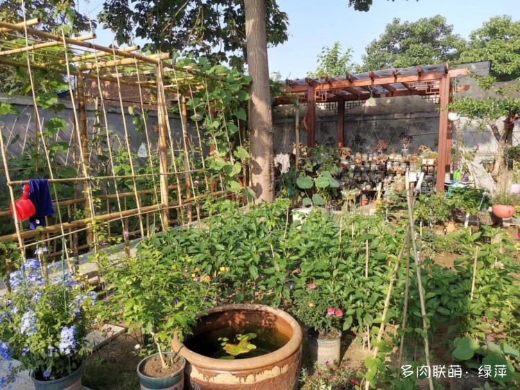 山东小院里六月的多肉