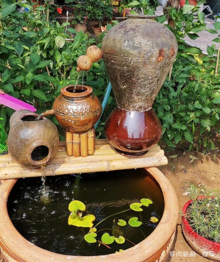 山东小院里六月的多肉