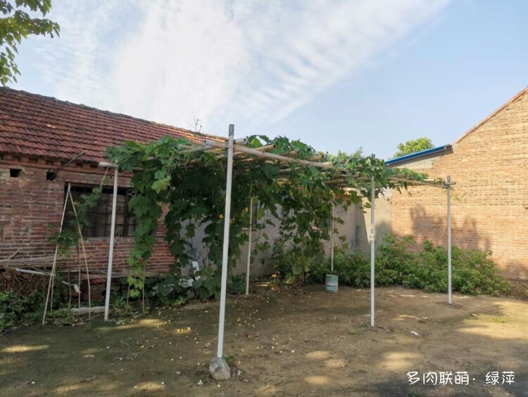 山东小院里六月的多肉