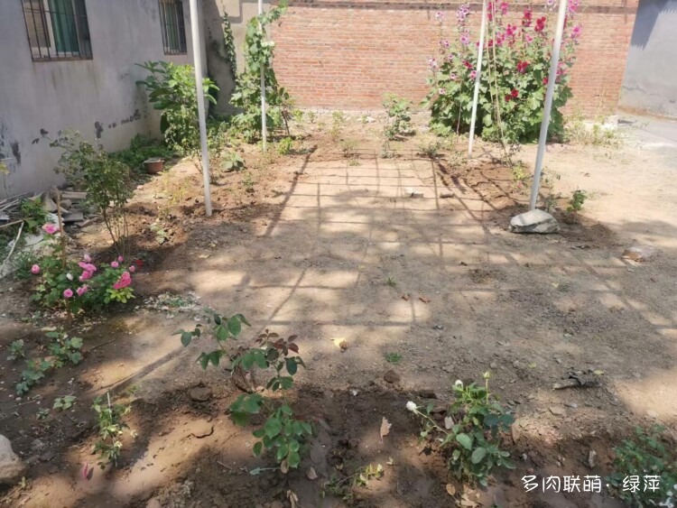 山东小院里六月的多肉