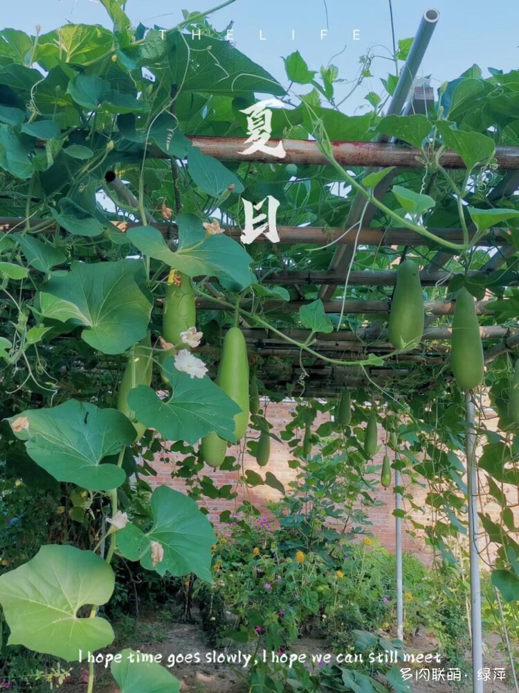 山东小院里六月的多肉