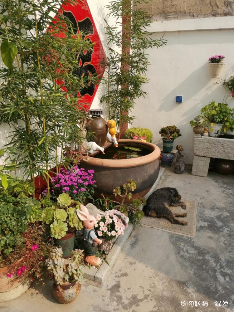 山东小院里六月的多肉