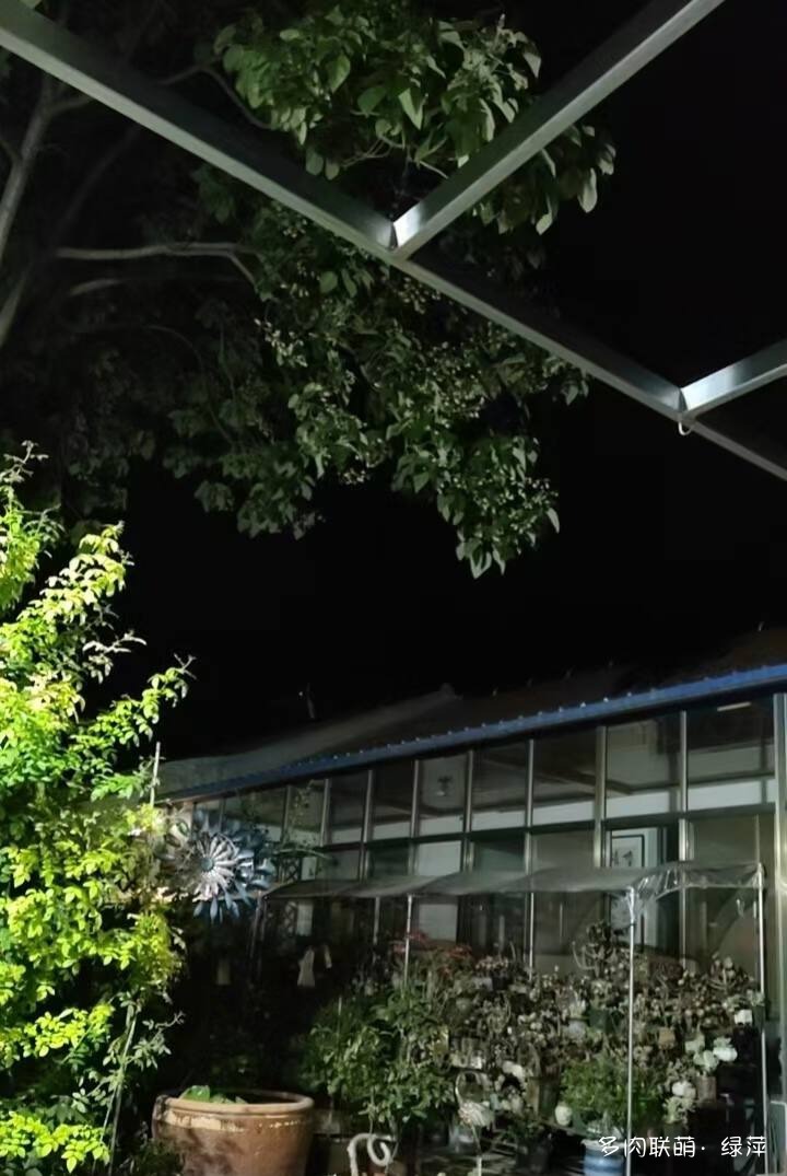 山东小院里六月的多肉