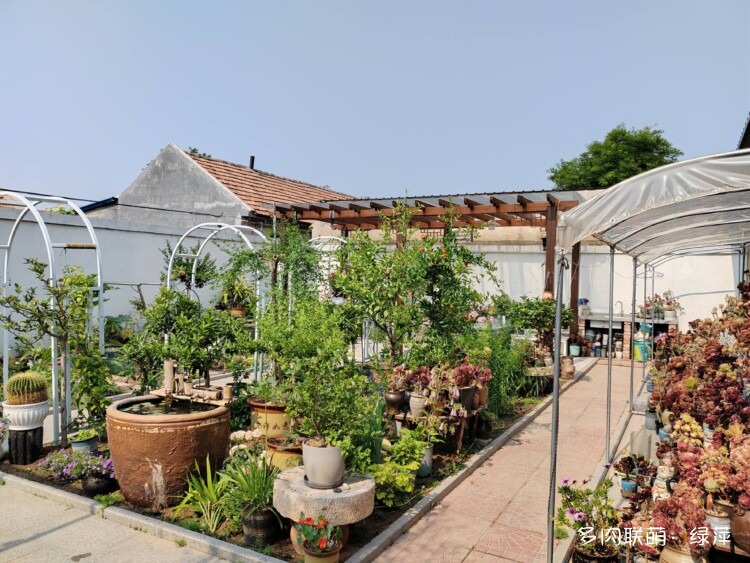 山东小院里六月的多肉