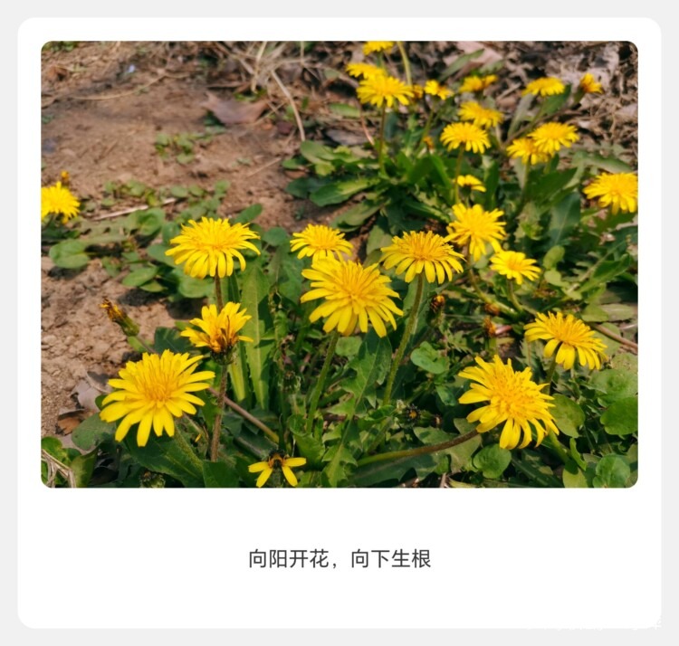 山东小院里六月的多肉