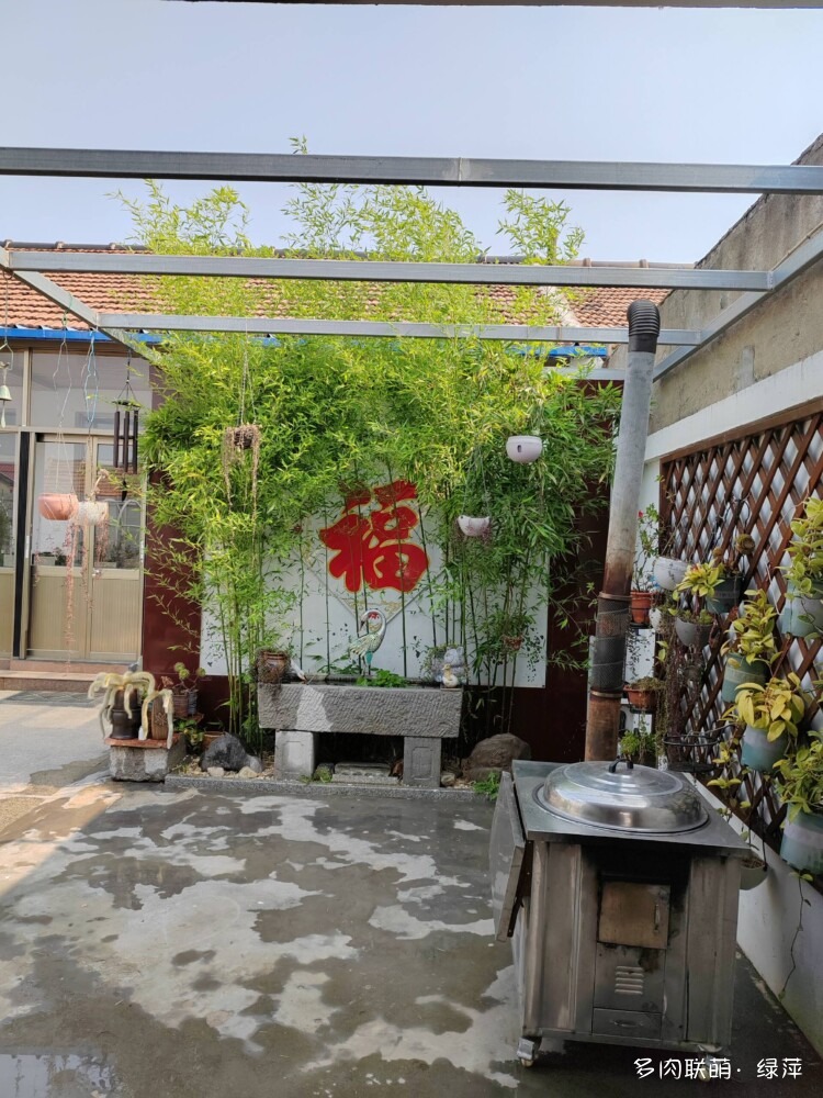 山东小院里六月的多肉