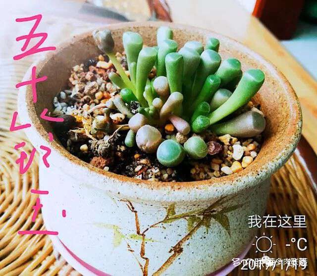 山东小院里六月的多肉