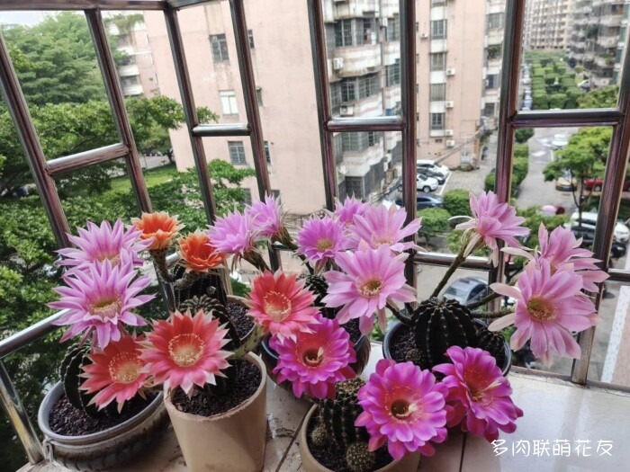 百花齐放的各地多肉