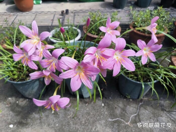 百花齐放的各地多肉