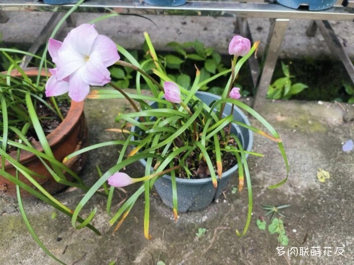 百花齐放的各地多肉