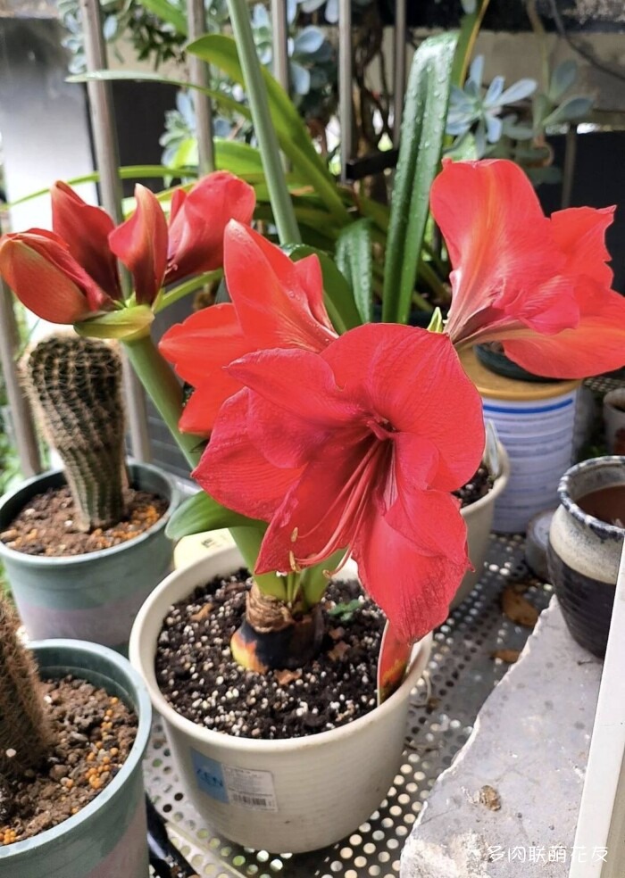 百花齐放的各地多肉