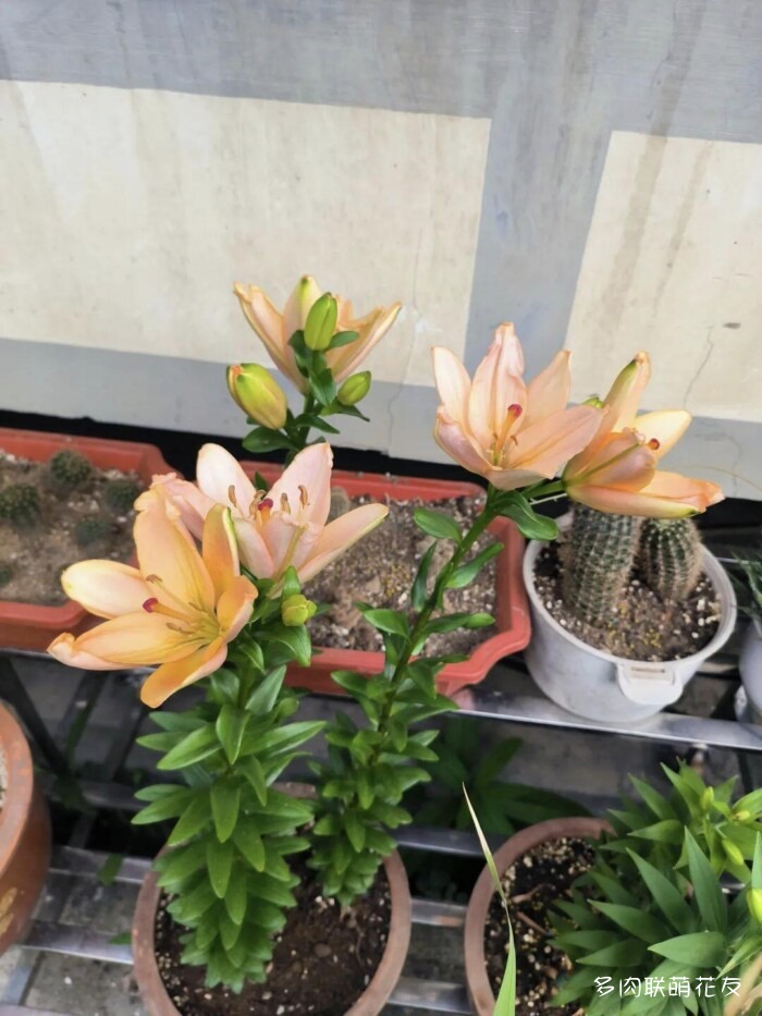 百花齐放的各地多肉