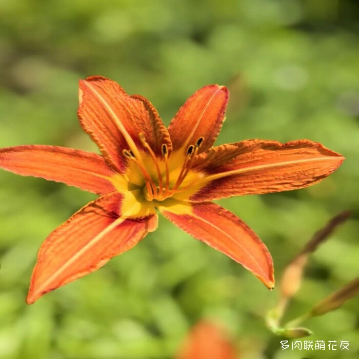 百花齐放的各地多肉