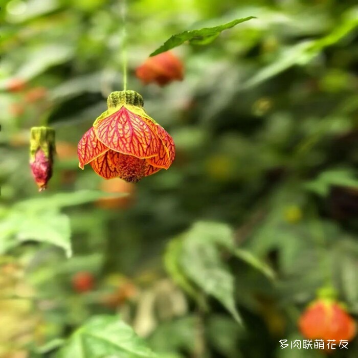 百花齐放的各地多肉