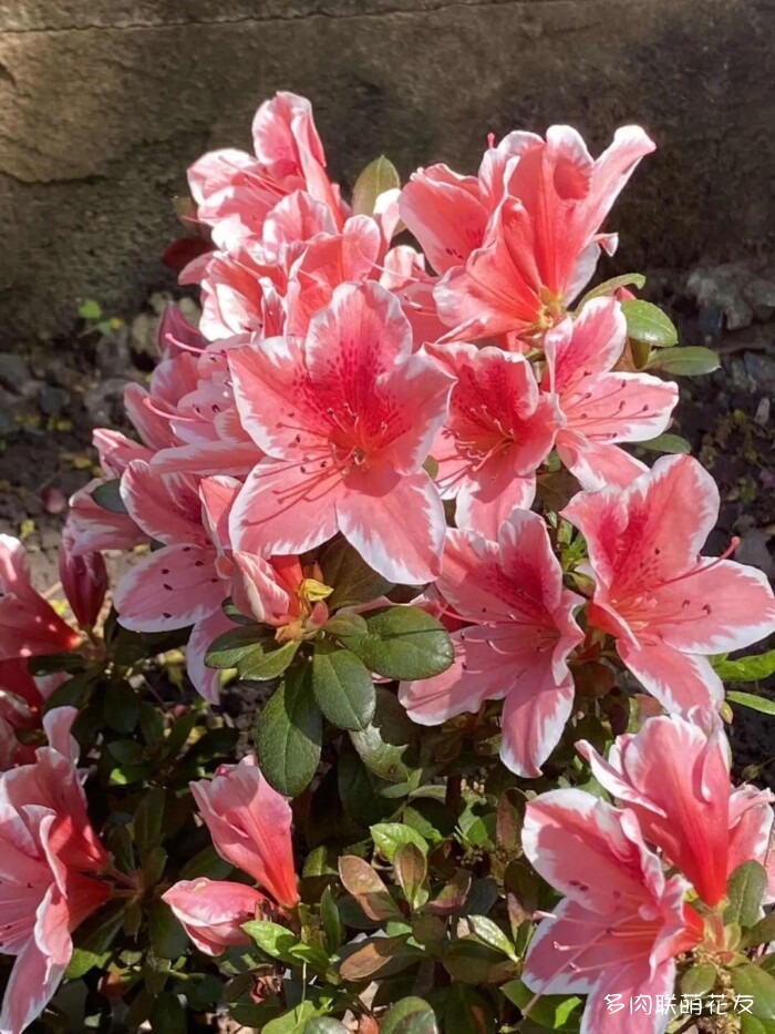 百花齐放的各地多肉