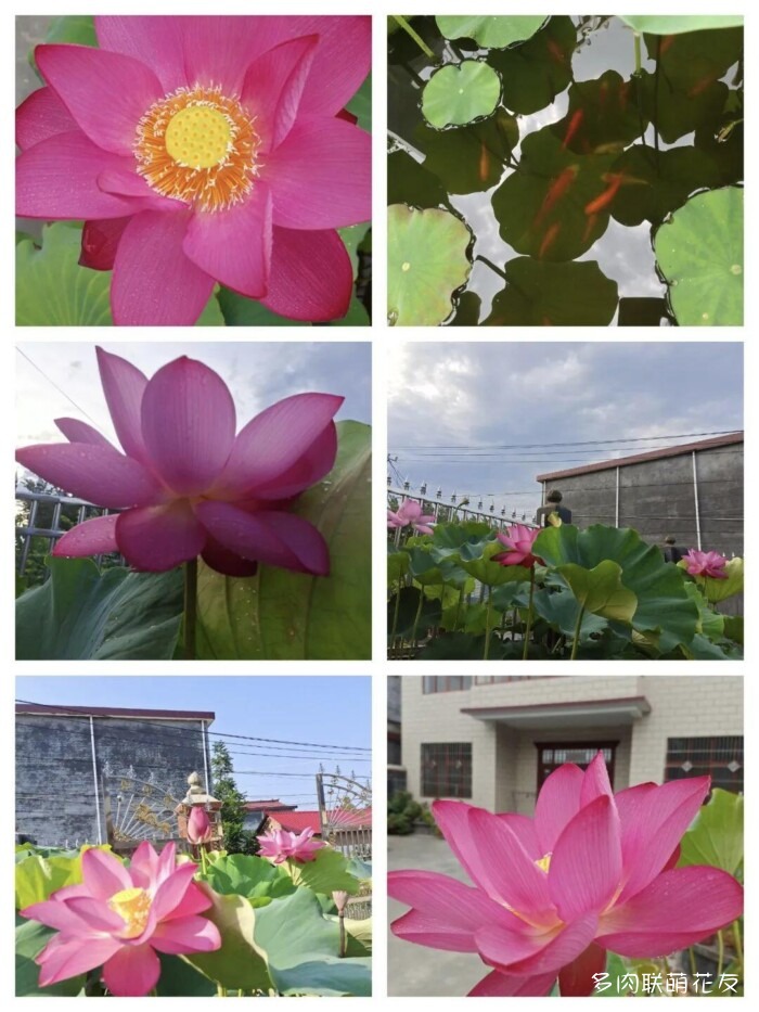 百花齐放的各地多肉