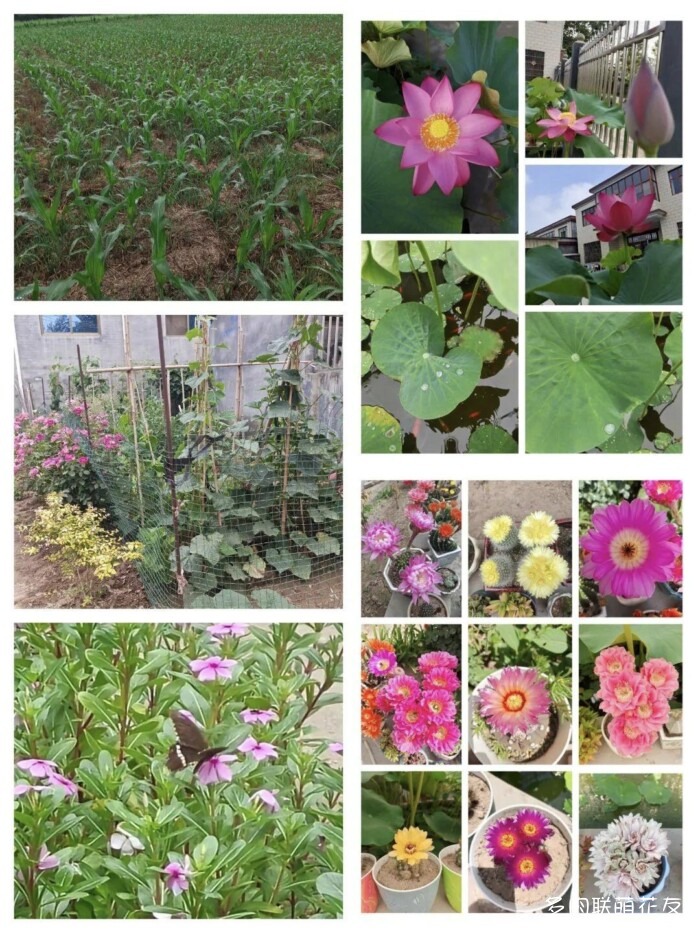 百花齐放的各地多肉