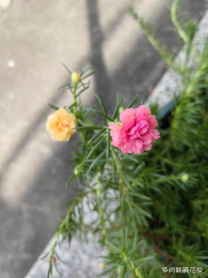 百花齐放的各地多肉