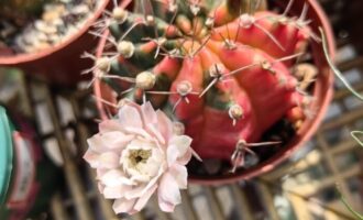 展芳华百花那个齐放（歪楼版）