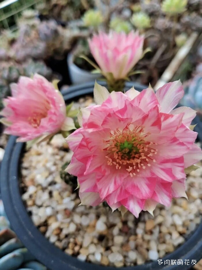 百花齐放的各地多肉